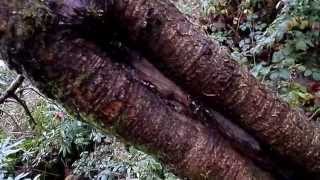 Nature Insights  Gummosis and Callus Growth on Wild Cherry [upl. by Senecal]