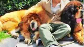 Tibetan Mastiff Dog Sold For 2 million In China [upl. by Annayrb]