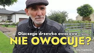 Lekcja szczepienia drzewek owocowych [upl. by Aramois]