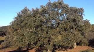 ENCINA Quercus ilex wwwriomoroscom [upl. by Nilo]