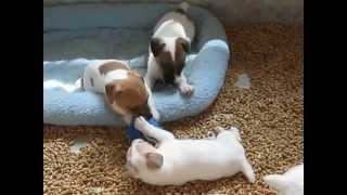 Jack Russell Terrier Pups 7 weeks [upl. by Yrffej]