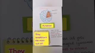 LYSOSOMES Suicidal BagFundamental Unit of lifeClass 9 Science [upl. by Newell]