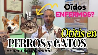 Problemas de oídos en perros y gatos Como identificar y tratar la otitis¨ [upl. by Lordan127]