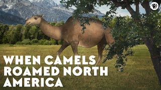 When Camels Roamed North America [upl. by Hsemar]