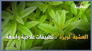 العشبة quotلويزةquot  تطبيقات علاجية واسعة Verveine odorante  applications médicinales [upl. by Schwenk539]