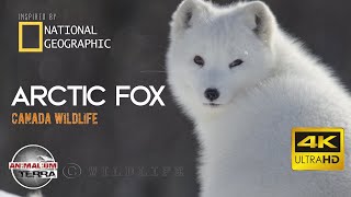 Arctic Fox  Canada Wildlife  Scientific name Vulpes Lagopus [upl. by Aetnuahs]