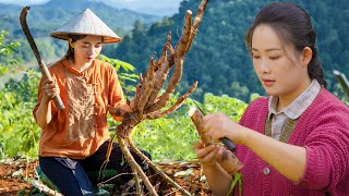 Dianxi Xiaoge is amazing  Using cassava to make colorful cakes  Life on the mountain top [upl. by Atteinotna73]