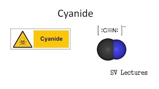 Sorghum  ज्वार  Cyanide Poisoning in Animals explaining within 2 minutes [upl. by Aivuy]