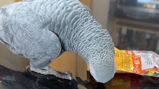 Gizmo the Grey Bird is live [upl. by Martita]