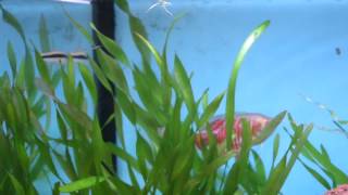 NEW DWARF GOURAMI nipping the guppies [upl. by Merwin]