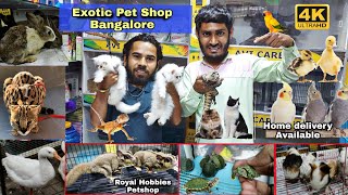 Royal Hobbies Petshop Exotic Pets Cats Dogs  Tegu Rabbits Guinea PigHamsters amp Exotic Birds [upl. by Salsbury]