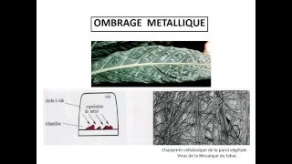 CYTOLOGIE LES METHODES D’ETUDE DE LA CELLULE [upl. by Anma]