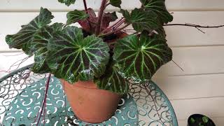 How to Grow Strawberry Begonia  Saxifraga stolonifera  In Pots and the Garden [upl. by Eyma]