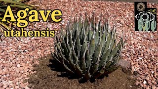 Planting the Large Agave utahensis  Utahs Native Agave [upl. by Ratib]