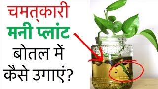 चमत्कारी मनी प्लांट बोतल में कैसे उगाएं  Grow money plant at home and become rich and happy [upl. by Tterab]