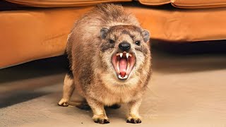 Hyrax 🦔 You Wont Believe Their Calls [upl. by Neirod]