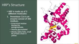 Horseradish Peroxidase HRP [upl. by Narruc]