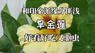 和印象派缘分匪浅旱金莲 Nasturium好看好吃又驱虫 [upl. by Alston221]