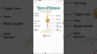 Types of neurons  Unipolar Bipolar amp Multipolar neurons  Neurons [upl. by Gemmell]