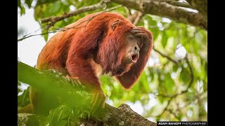 THE LOUDEST ANIMAL ON EARTH el animal mas ruidoso Howler monkeys Alouatta seniculus aullador rojo [upl. by Dachi]