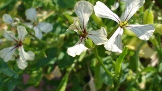 Rucola Eruca vesicaria medicinal plant [upl. by Meehsar]