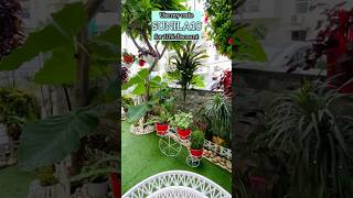 Home decor ideas with plants easyhomegardening sunilassweethome [upl. by Kcirdaed911]