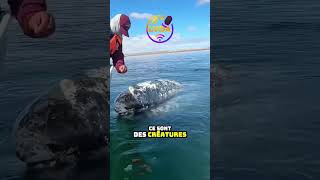 Attaque de Baleine  Ce Que Personne Ne Vous Dit [upl. by Nosittam]