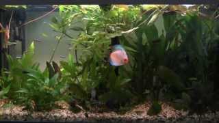 Setting up a Tropical Freshwater Aquarium [upl. by Simmonds581]