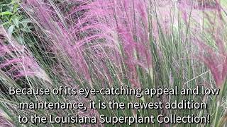 Hammond Highlight of the Month Muhly Grass [upl. by Tavy]