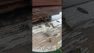 Bees ASMR asmr beautiful beekeeping beekeeper bees shorts [upl. by Eadmund]