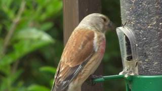 Linnet Close Up  Linnets  Canto Del Pardillo [upl. by Nivra]