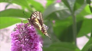 BUDDLEIA  NE COUPEZ PAS MON ARBRE A PAPILLONS [upl. by Ellehsyt]