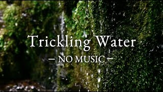 NO MUSIC  3 Hours of Pure Trickling Water Sounds [upl. by Enitsirt]