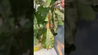 Pulchriphyllium bioculatum Phang Nga 🇹🇭👓 phasmatodea leafinsects [upl. by Nanon]