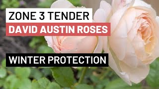 How To Protect Tender David Austin Roses from Zone 3 Winters [upl. by Cadell]