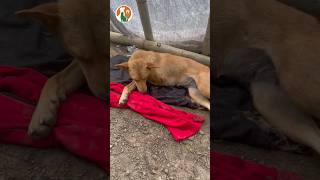 Luckily it was saved Who has poisoned the dog to make it like this doglovers rescue pets [upl. by Aleyak]