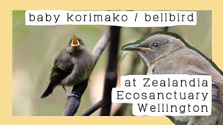 Juvenile korimako  bellbird at Zealandia Ecosanctuary [upl. by Debby438]