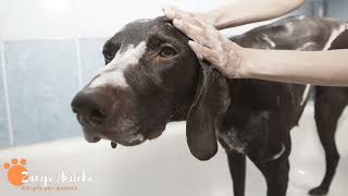 La Pulizia a 4 zampe  Come fare il bagno al tuo cane in Casa [upl. by Einahpetse81]