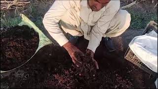 Red wigglers worms delivered to Karachi Pakistan [upl. by Enelra]