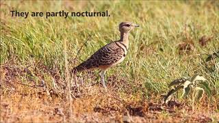 The Doublebanded Courser [upl. by Ecirtael]