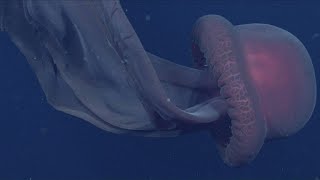 Scientists Spot Rare Giant Phantom Jellyfish With 33FeetLong MouthArms [upl. by Pearle810]