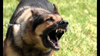 Download Large Dog Growling Sounds Effects MP3 [upl. by Christan554]