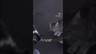 El caballero Gatuno cat cats caballeros amor viralvideo [upl. by Essilrahc]