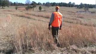 Louter Creek Hunting Poodles quotCooperquot Upland Training [upl. by Romo]