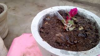 How to grow and care CELOSIA MURGA FLOWER in pot and soil also in Hindi and Urdu [upl. by Ilah]