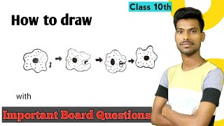 How to draw nutrition in Amoeba diagramimportant board questions for class 10th [upl. by Timmons632]