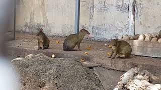 Patagonian conures and Azaras agouti in mixed enclosure [upl. by Nylrahs]