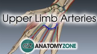 Upper Limb Arteries  Hand and Wrist  3D Anatomy Tutorial [upl. by Enrichetta451]