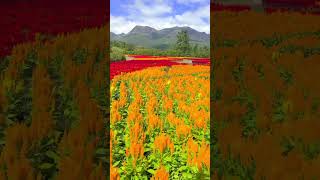 Celosia flower at Kuju Flower Park 大分県のくじゅう花公園のケイトウ shorts flowers 花 japan [upl. by Appolonia856]