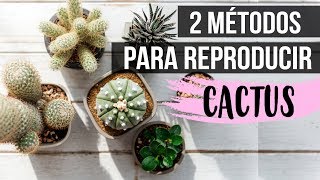 ¿Cómo reproducir cactus 2018Fácil y rápido [upl. by Ramar]